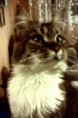 /album/lukrecia/a664861-523467100998416-1378971934-o-masolata-jpg/